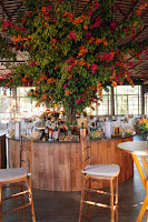 IMG_8551.JPG da galeria de fotos da Orquídea Formosa