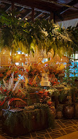 IMG_7685_jpg.jpg da galeria de fotos da Orquídea Formosa