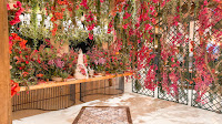 IMG_0061_jpg.jpg da galeria de fotos da Orquídea Formosa