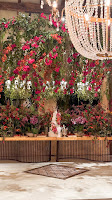 IMG_0053_jpg.jpg da galeria de fotos da Orquídea Formosa