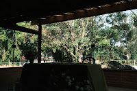 9a4e84ca-8550-44d9-b03d-899dfda13367.jpg da galeria de fotos da Orquídea Formosa